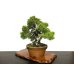 Photo8: Juniperus chinensis, Japanese Juniper / Shimpaku / Middle size Bonsai 