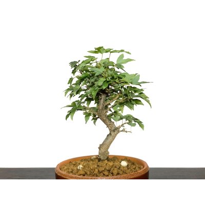 Photo2: Acer buergerianum, Trident Maple / Kaede / Small size Bonsai