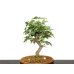 Photo2: Acer buergerianum, Trident Maple / Kaede / Small size Bonsai (2)