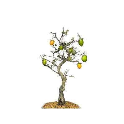 Photo5: Diospyros rhombifolia, Ornamental Persimmons / Small size Bonsai 