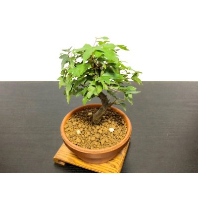Photo5: Acer buergerianum, Trident Maple / Kaede / Small size Bonsai