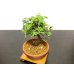 Photo5: Acer buergerianum, Trident Maple / Kaede / Small size Bonsai