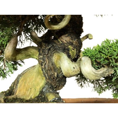Photo3: Juniperus chinensis, Japanese Juniper / Shimpaku / Middle size Bonsai