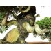 Photo3: Juniperus chinensis, Japanese Juniper / Shimpaku / Middle size Bonsai 