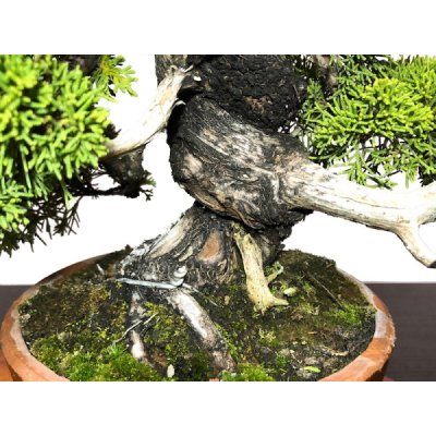 Photo5: Juniperus chinensis, Japanese Juniper / Shimpaku / Middle size Bonsai 