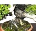 Photo5: Juniperus chinensis, Japanese Juniper / Shimpaku / Middle size Bonsai 