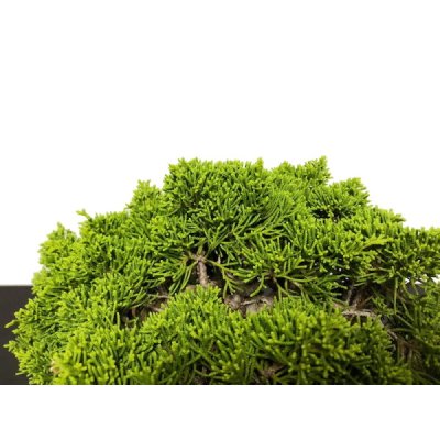Photo6: Juniperus chinensis, Japanese Juniper / Shimpaku / Middle size Bonsai