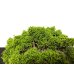 Photo6: Juniperus chinensis, Japanese Juniper / Shimpaku / Middle size Bonsai 
