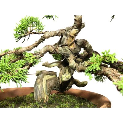 Photo3: Juniperus chinensis, Japanese Juniper / Shimpaku / Middle size Bonsai 