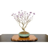 Callicarpa japonica (Japanese Beautyberry) / Murasaki Shikibu / Middle size Bonsai 