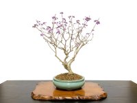 Callicarpa japonica (Japanese Beautyberry) / Murasaki Shikibu / Middle size Bonsai 