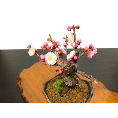 Photo4: Prunus mume / Japanese Apricot, Ume "Yae Seiou" / Small size Bonsai