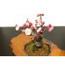 Photo4: Prunus mume / Japanese Apricot, Ume "Yae Seiou" / Small size Bonsai