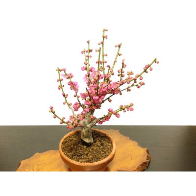 Photo5: Prunus mume / Japanese Apricot, Ume "Osakazuki" / Middle size Bonsai
