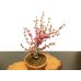 Photo5: Prunus mume / Japanese Apricot, Ume "Osakazuki" / Middle size Bonsai