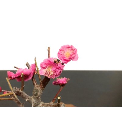 Photo2: Prunus mume / Japanese Apricot, Ume "Kagoshima Kobai" / Small size Bonsai 