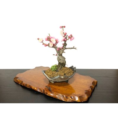 Photo5: Prunus mume / Japanese Apricot, Ume "Yae Seiou" / Small size Bonsai