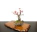 Photo5: Prunus mume / Japanese Apricot, Ume "Yae Seiou" / Small size Bonsai