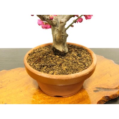 Photo6: Prunus mume / Japanese Apricot, Ume "Osakazuki" / Middle size Bonsai
