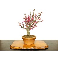 Prunus mume / Japanese Apricot, Ume "Osakazuki" / Middle size Bonsai