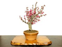 Prunus mume / Japanese Apricot, Ume "Osakazuki" / Middle size Bonsai