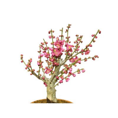 Photo2: Prunus mume / Japanese Apricot, Ume "Osakazuki" / Middle size Bonsai