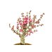 Photo2: Prunus mume / Japanese Apricot, Ume "Osakazuki" / Middle size Bonsai (2)