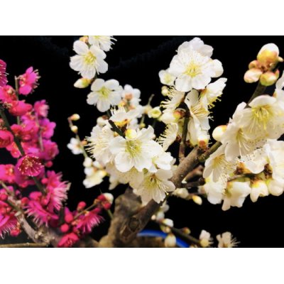 Photo2: Prunus mume / Japanese Apricot, Ume "Osakazuki and Toji" / Middle size Bonsai 