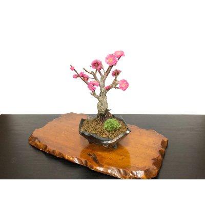 Photo3: Prunus mume / Japanese Apricot, Ume "Kagoshima Kobai" / Small size Bonsai 