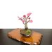 Photo3: Prunus mume / Japanese Apricot, Ume "Kagoshima Kobai" / Small size Bonsai 