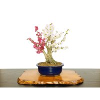 Prunus mume / Japanese Apricot, Ume "Osakazuki and Toji" / Middle size Bonsai 