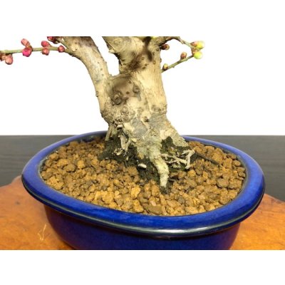 Photo7: Prunus mume / Japanese Apricot, Ume "Osakazuki and Toji" / Middle size Bonsai 