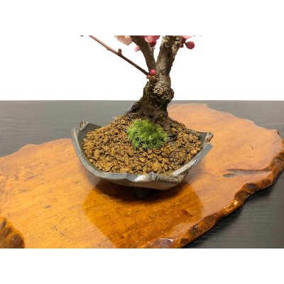 Photo6: Prunus mume / Japanese Apricot, Ume "Yae Seiou" / Small size Bonsai