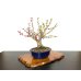 Photo5: Prunus mume / Japanese Apricot, Ume "Osakazuki and Toji" / Middle size Bonsai 