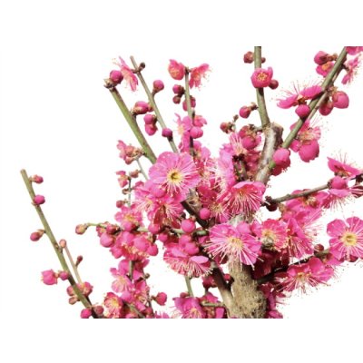 Photo3: Prunus mume / Japanese Apricot, Ume "Osakazuki" / Middle size Bonsai