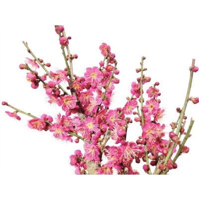 Photo4: Prunus mume / Japanese Apricot, Ume "Osakazuki" / Middle size Bonsai