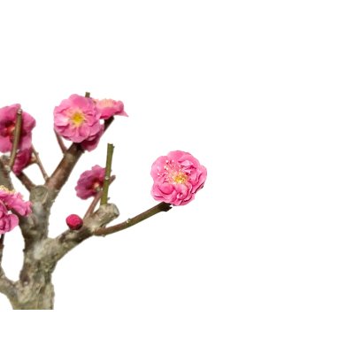 Photo7: Prunus mume / Japanese Apricot, Ume "Kagoshima Kobai" / Small size Bonsai 