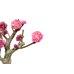 Photo7: Prunus mume / Japanese Apricot, Ume "Kagoshima Kobai" / Small size Bonsai 