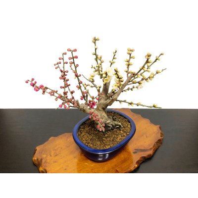 Photo6: Prunus mume / Japanese Apricot, Ume "Osakazuki and Toji" / Middle size Bonsai 