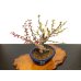 Photo6: Prunus mume / Japanese Apricot, Ume "Osakazuki and Toji" / Middle size Bonsai 