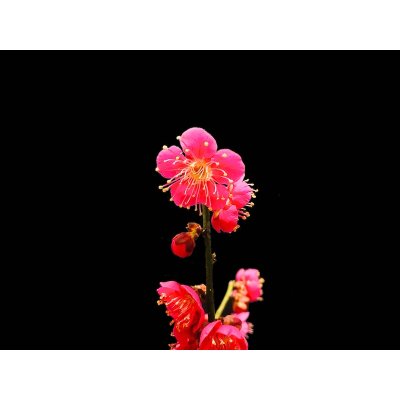 Photo4: Prunus mume / Japanese Apricot, Ume "Osakazuki and Toji" / Middle size Bonsai 