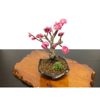Photo6: Prunus mume / Japanese Apricot, Ume "Kagoshima Kobai" / Small size Bonsai 