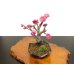 Photo6: Prunus mume / Japanese Apricot, Ume "Kagoshima Kobai" / Small size Bonsai 