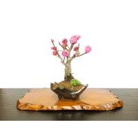 Prunus mume / Japanese Apricot, Ume "Kagoshima Kobai" / Small size Bonsai 