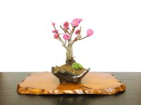 Prunus mume / Japanese Apricot, Ume "Kagoshima Kobai" / Small size Bonsai 