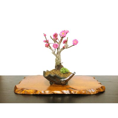 Photo1: Prunus mume / Japanese Apricot, Ume "Kagoshima Kobai" / Small size Bonsai 