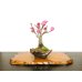 Photo1: Prunus mume / Japanese Apricot, Ume "Kagoshima Kobai" / Small size Bonsai  (1)