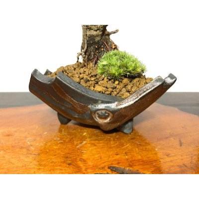 Photo7: Prunus mume / Japanese Apricot, Ume "Yae Seiou" / Small size Bonsai