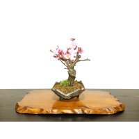 Prunus mume / Japanese Apricot, Ume "Yae Seiou" / Small size Bonsai