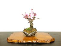 Prunus mume / Japanese Apricot, Ume "Yae Seiou" / Small size Bonsai